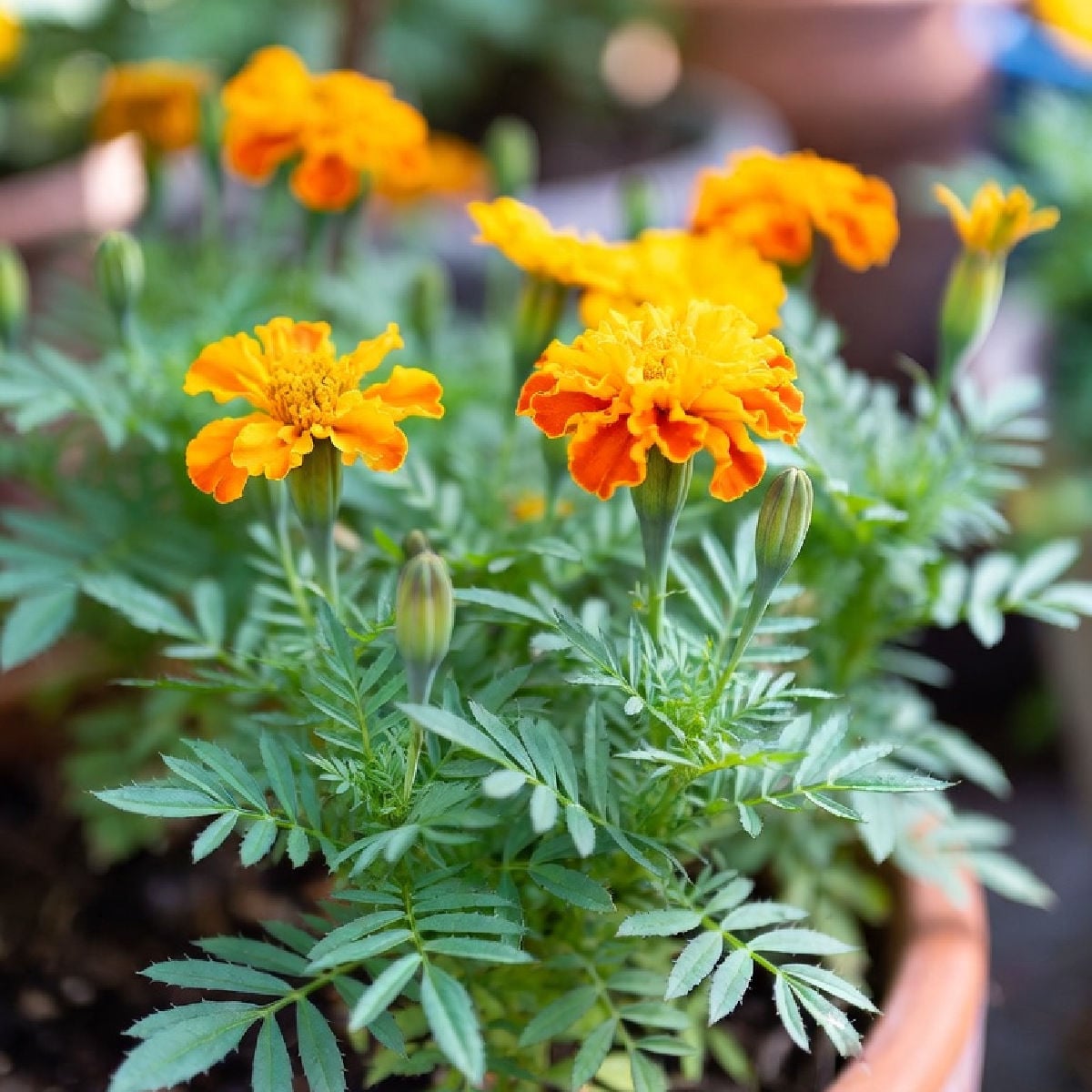 French marigolds growing in patio pot