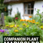 French marigolds growing as companion plants in a country cottage style vegetable garden
