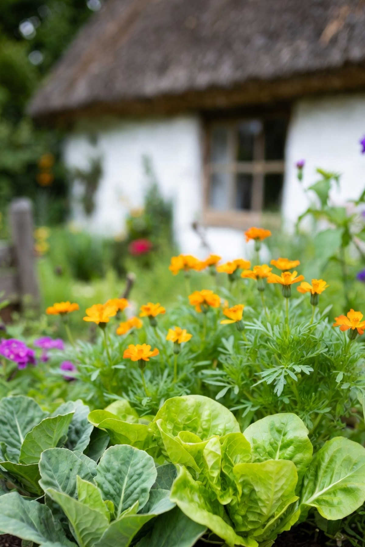 Marigolds growing as companion plants in a country cottage vegetable garden