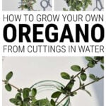 Collage of photos of oregano cuttings growing in a jar of water