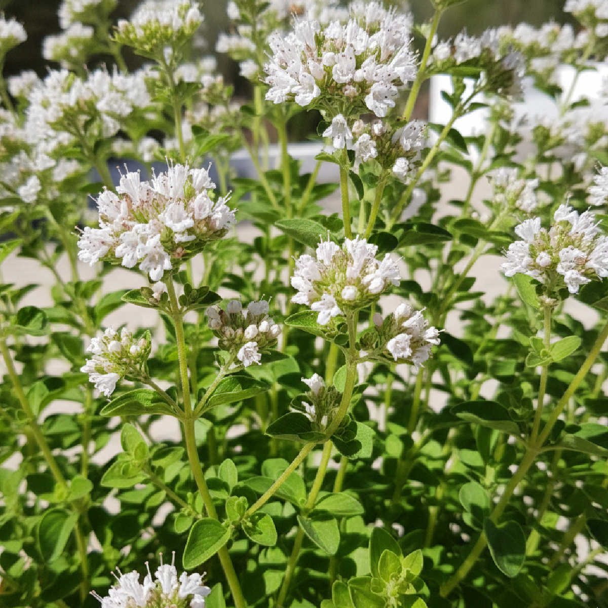 Oregano plant in flower
