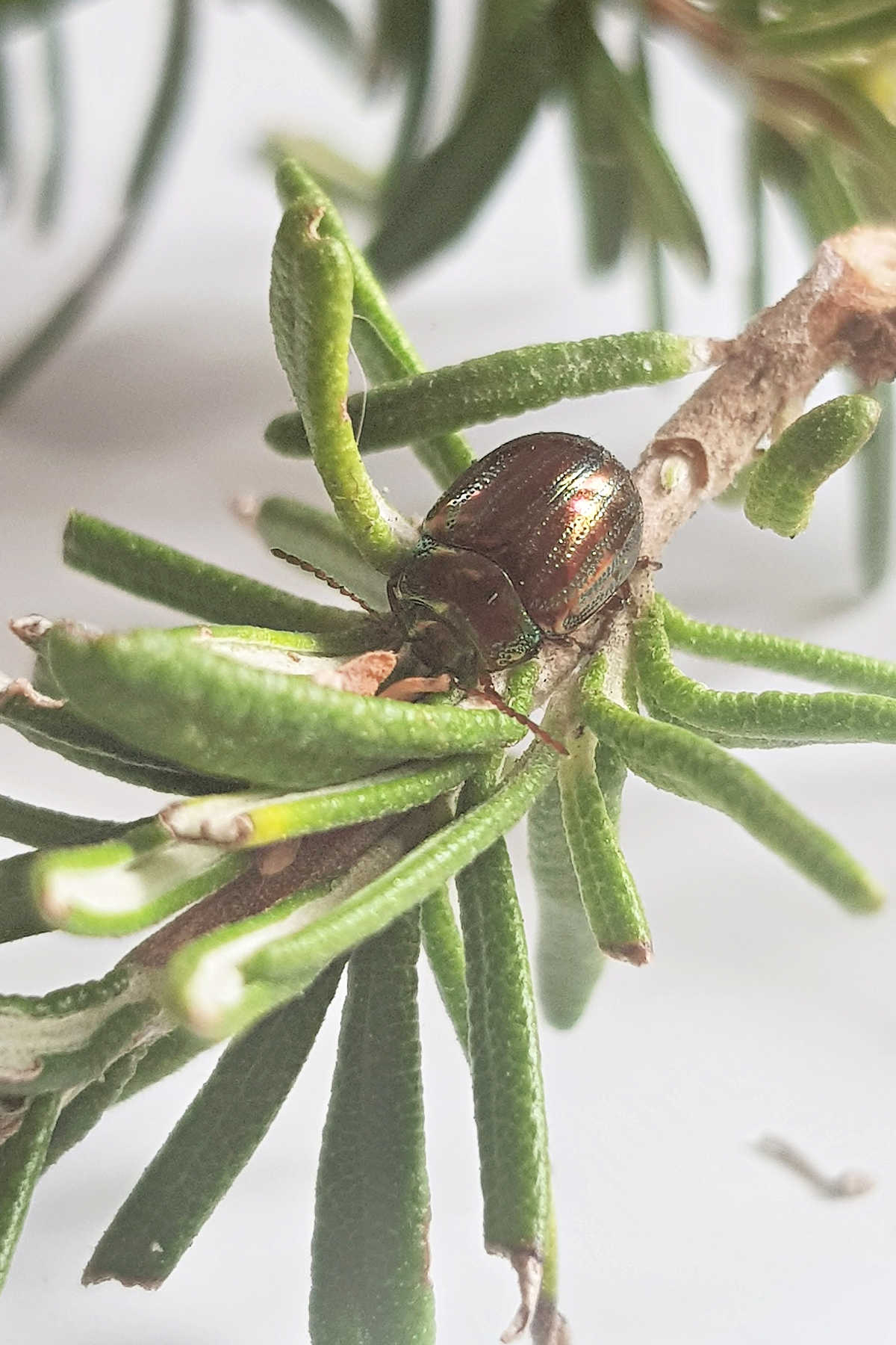 Adult rosemary beetle on rosemary cutting