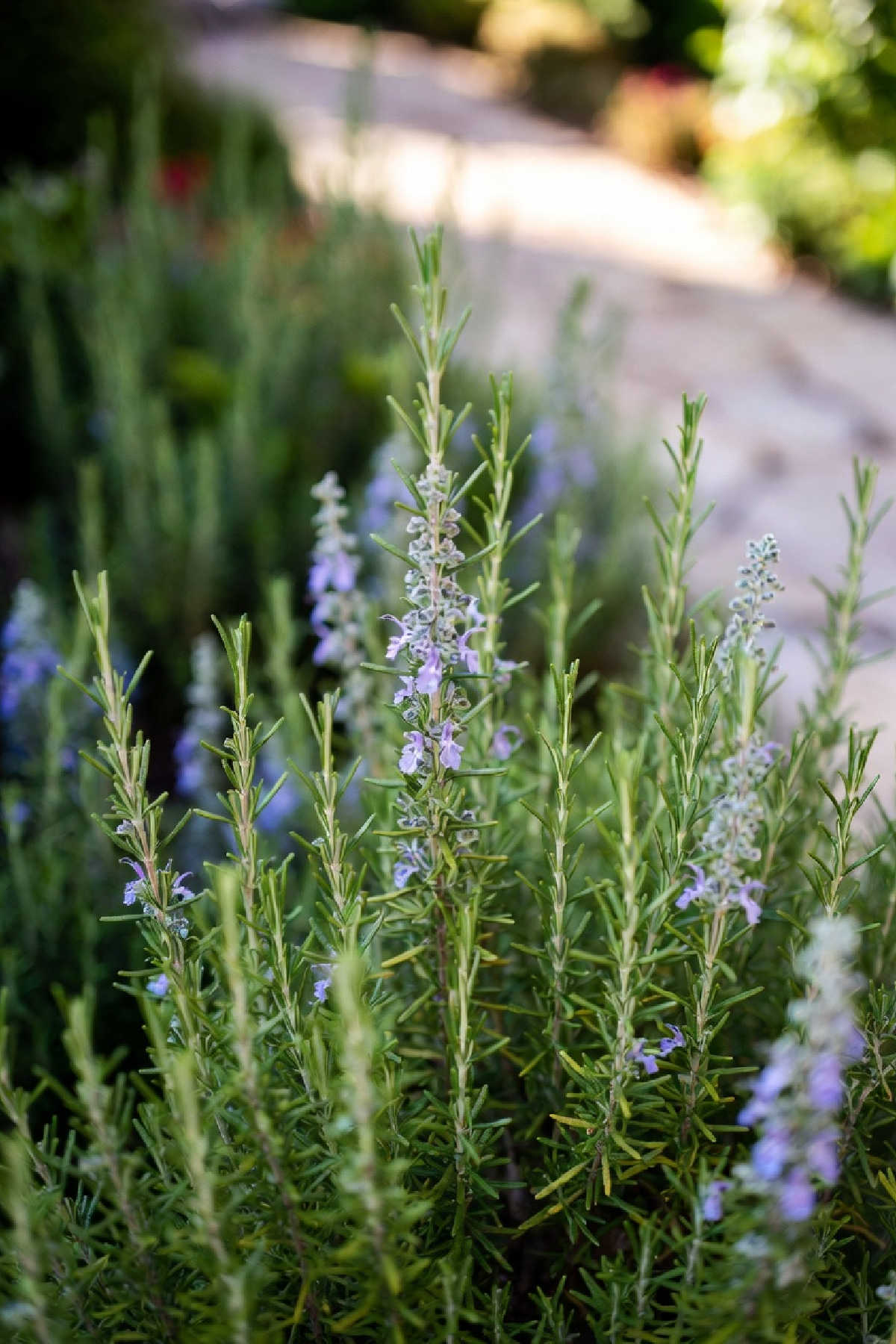 Rosemary plant in flower in a garden