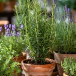 Small pot of rosemary growing amongst other pots of herbs