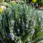 Flowering rosemary plant growing outdoors