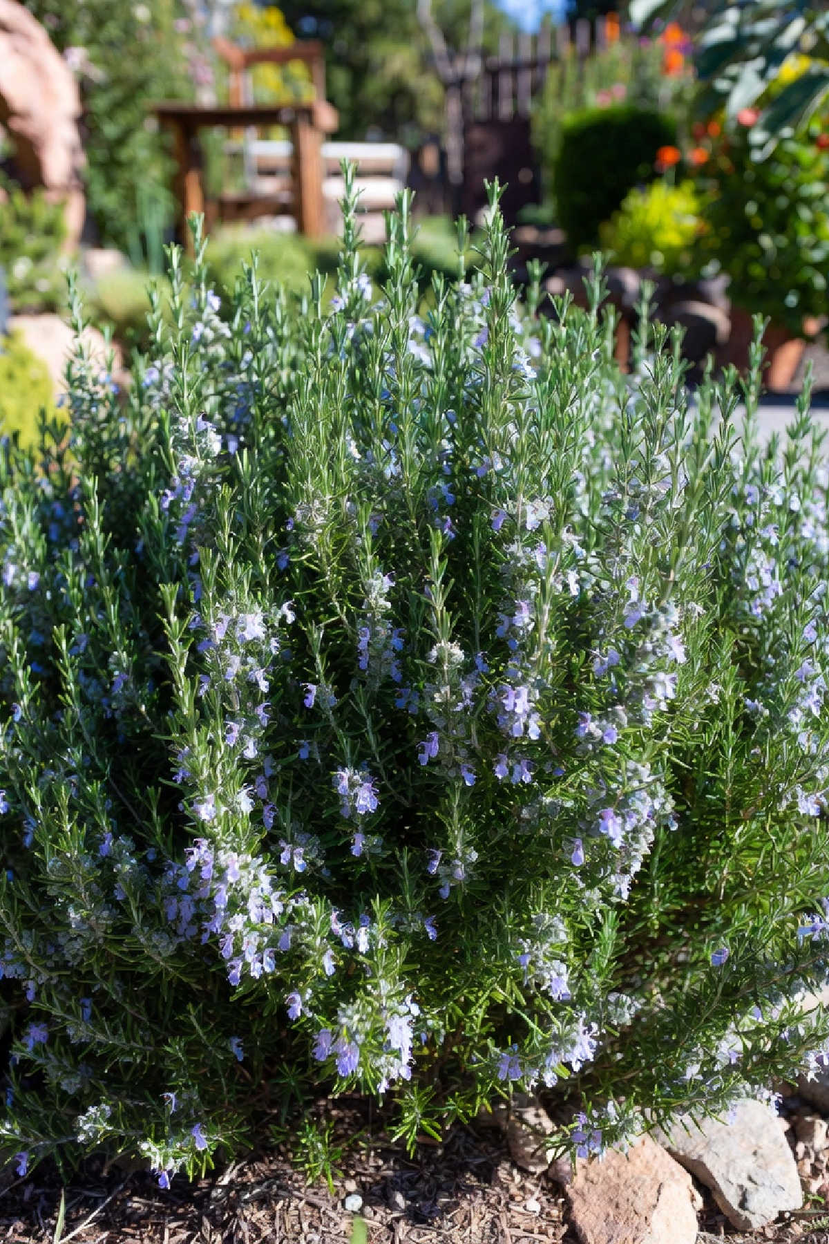 Flowering rosemary plant growing outdoors