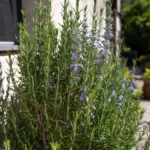 Rosemary plant growing in sunny spot against a wall