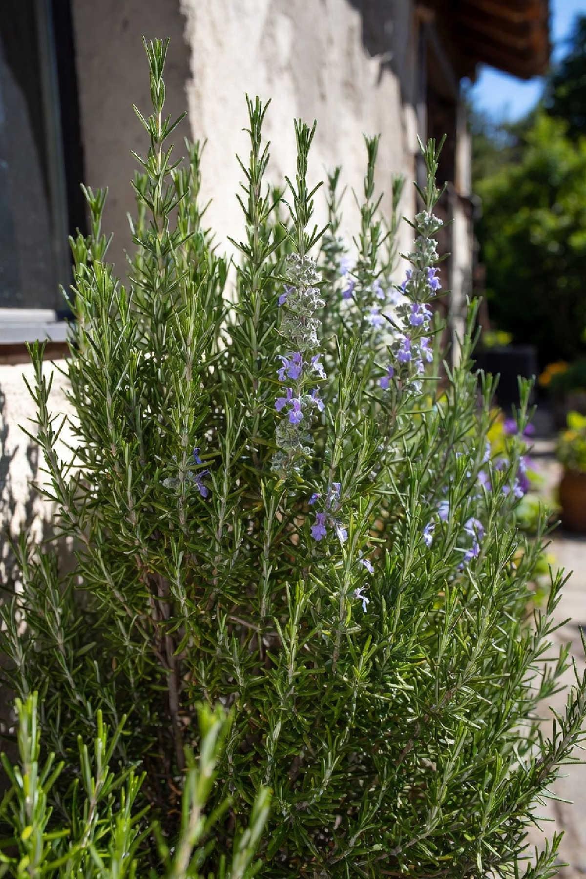 Rosemary plant growing in sunny spot against a wall