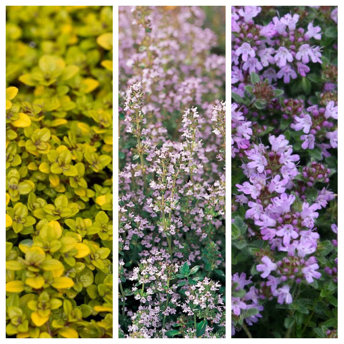 Collage of different thyme varieties