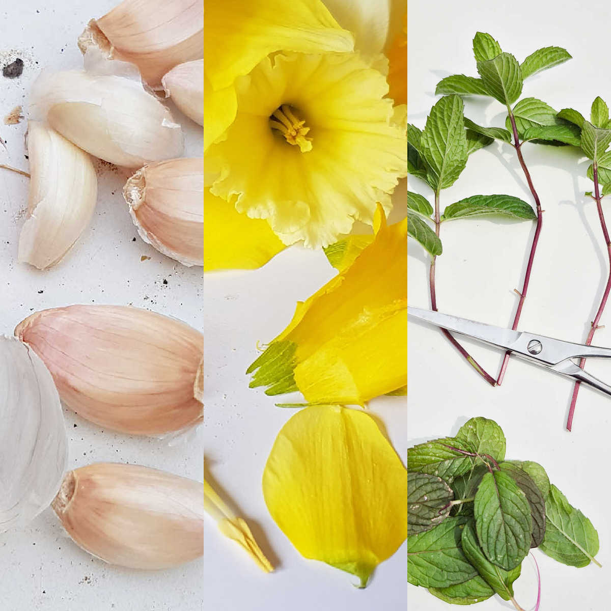 Collage of garlic cloves, daffodil flower and mint cuttings