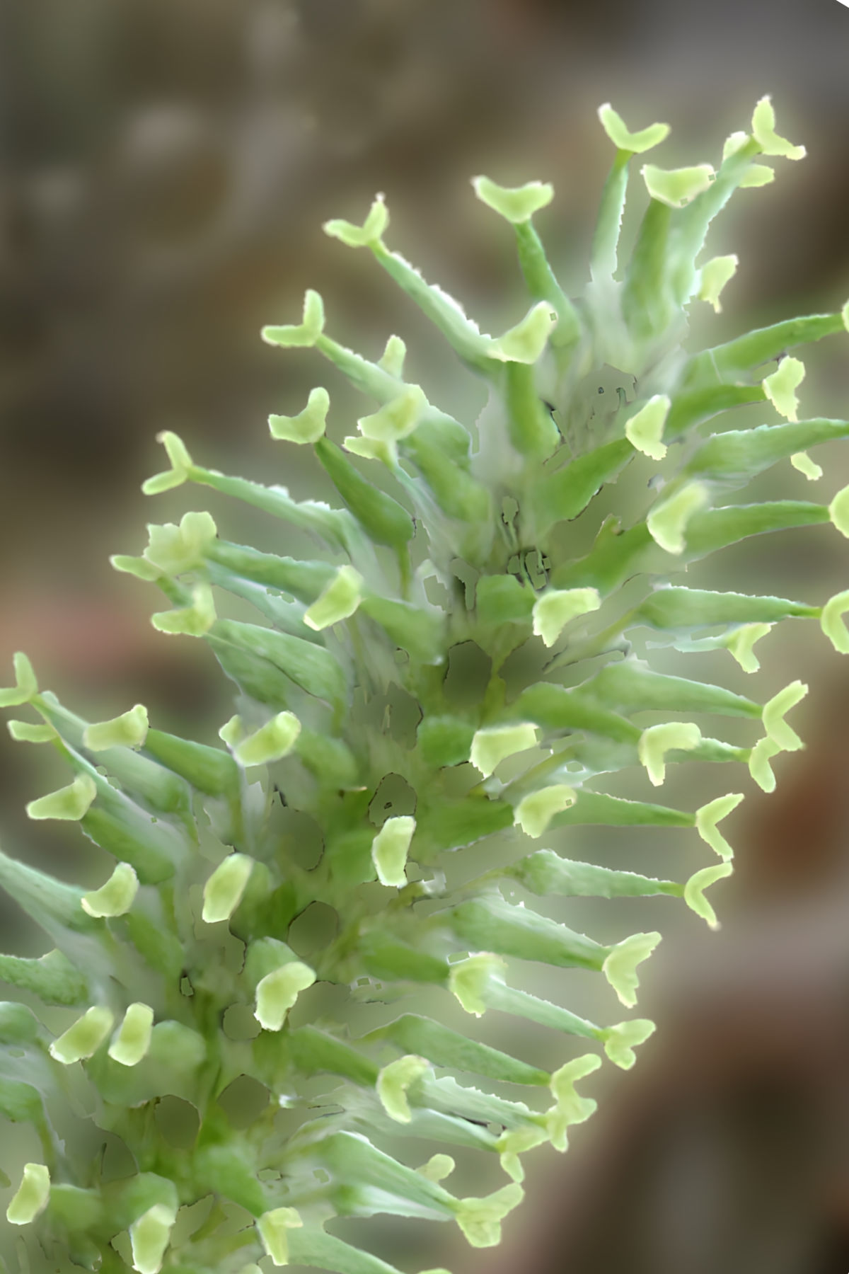 Female willow catkin with style & stigma