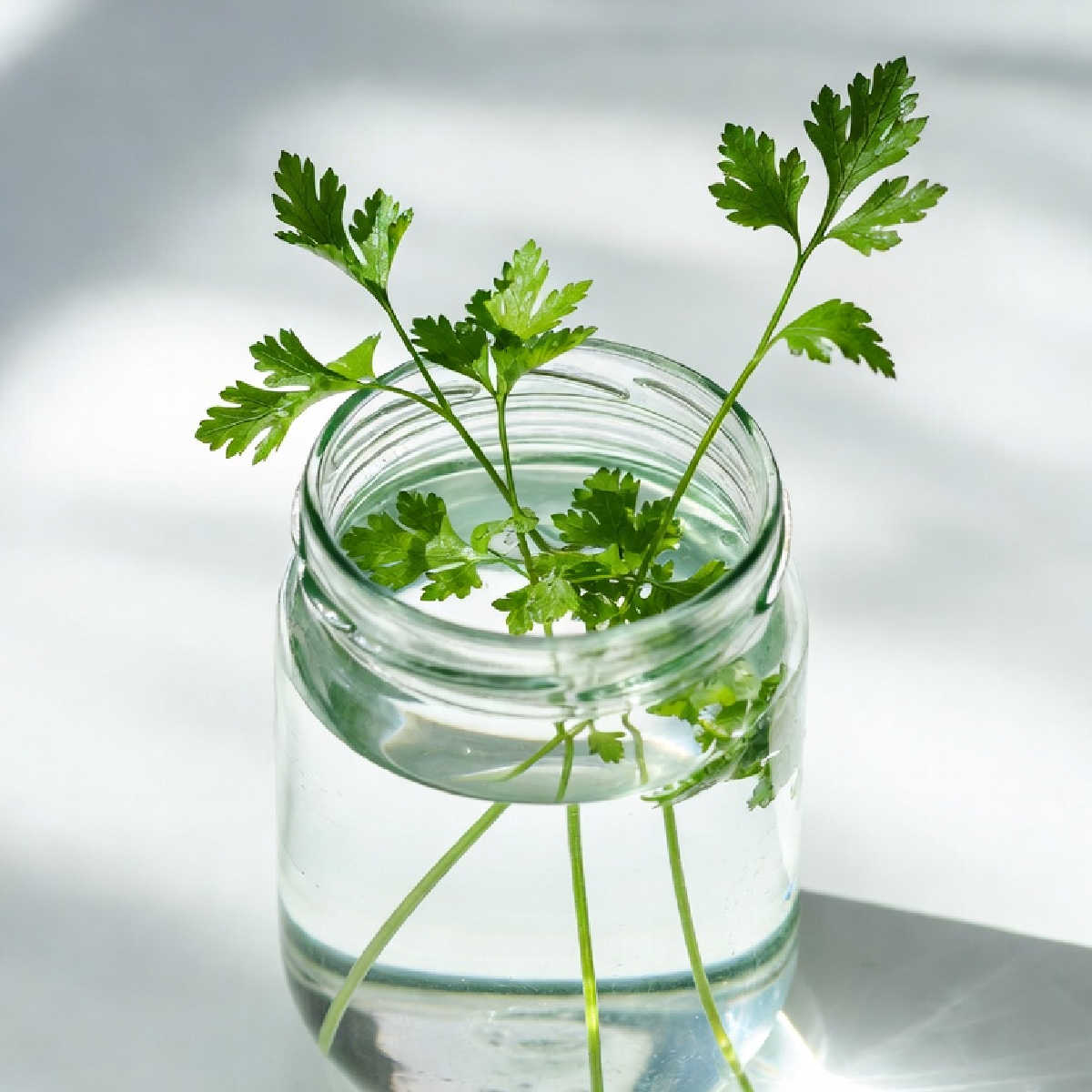 Parsley cuttings growing in a jar of water