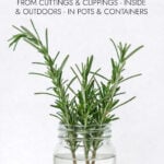 Rosemary cuttings growing in a jar of water