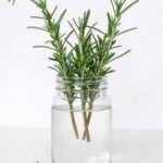 Rosemary clippings in a jar of water