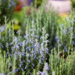 Flowering rosemary plants