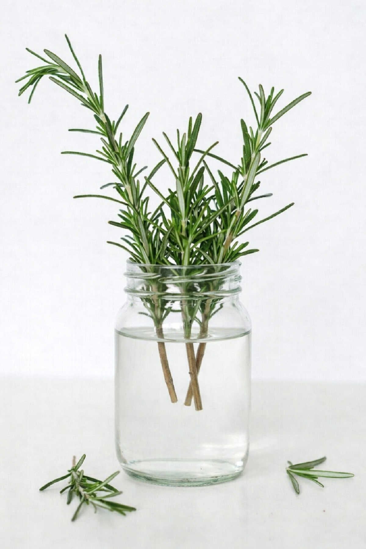 Rosemary clippings in a jar of water