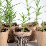 Rosemary seedlings growing in pots