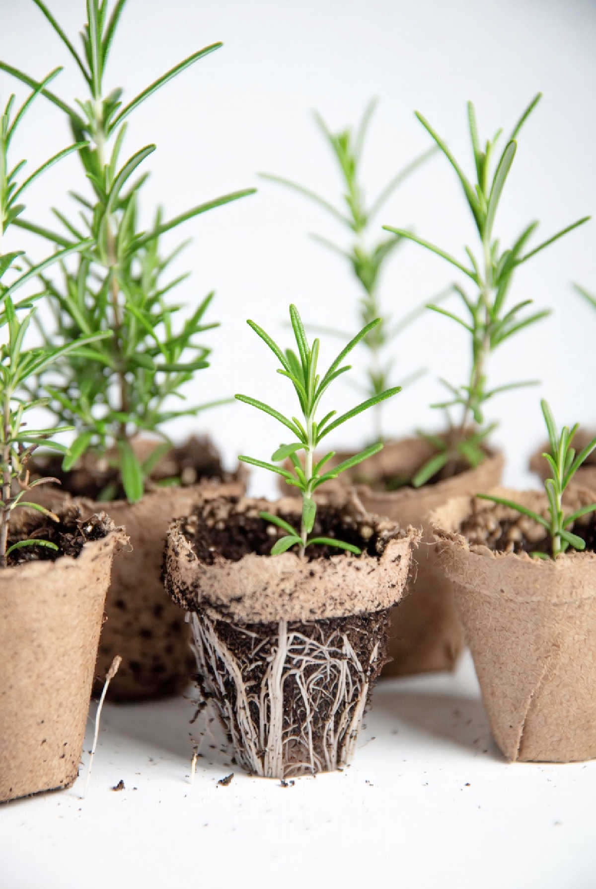 Rosemary seedlings growing in pots