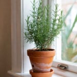 Rosemary plant growing in pot inside on a window sell