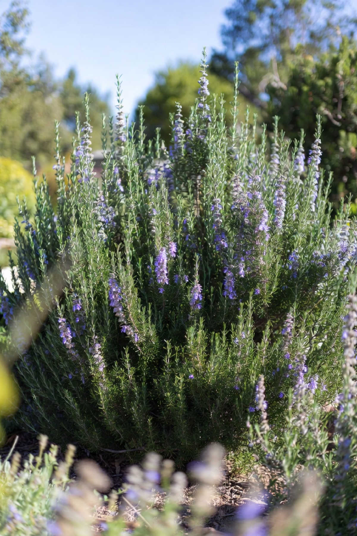 Large rosemary plant growing outdoors