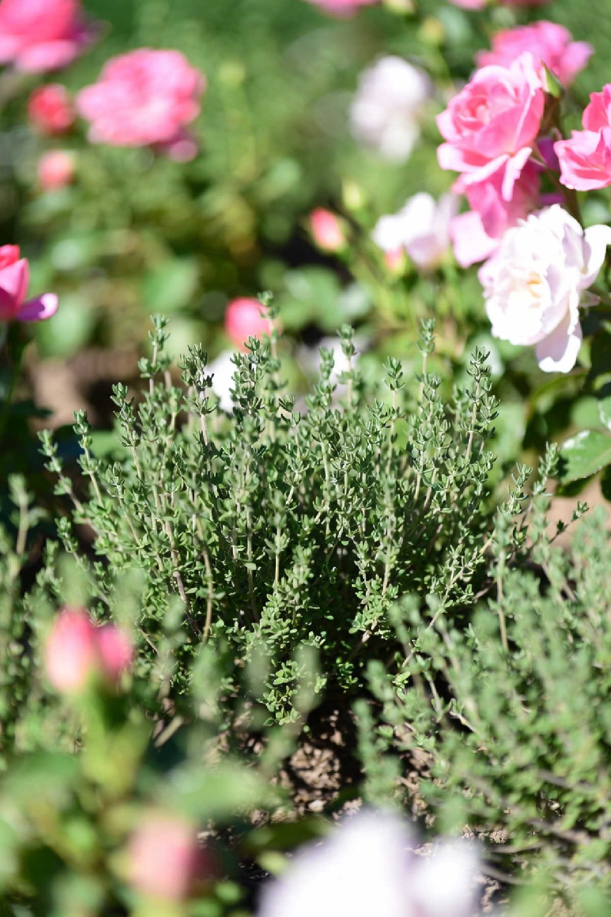 Thyme plants growing in front of pink roses