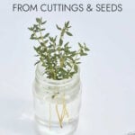 Thyme cuttings in a jar of water next to a pair of scissors