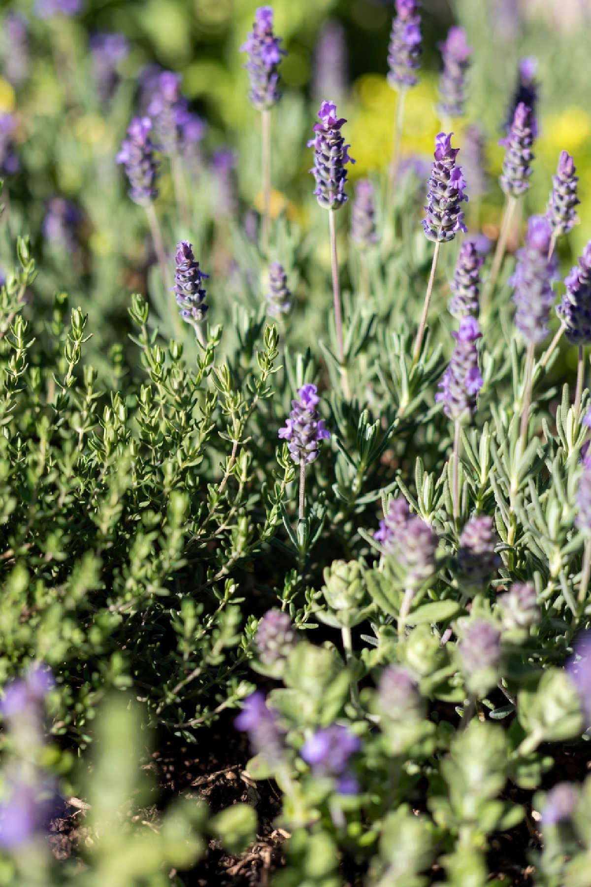 Thyme growing alongside lavender