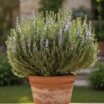 A large rosemary plant in a terracotta pot