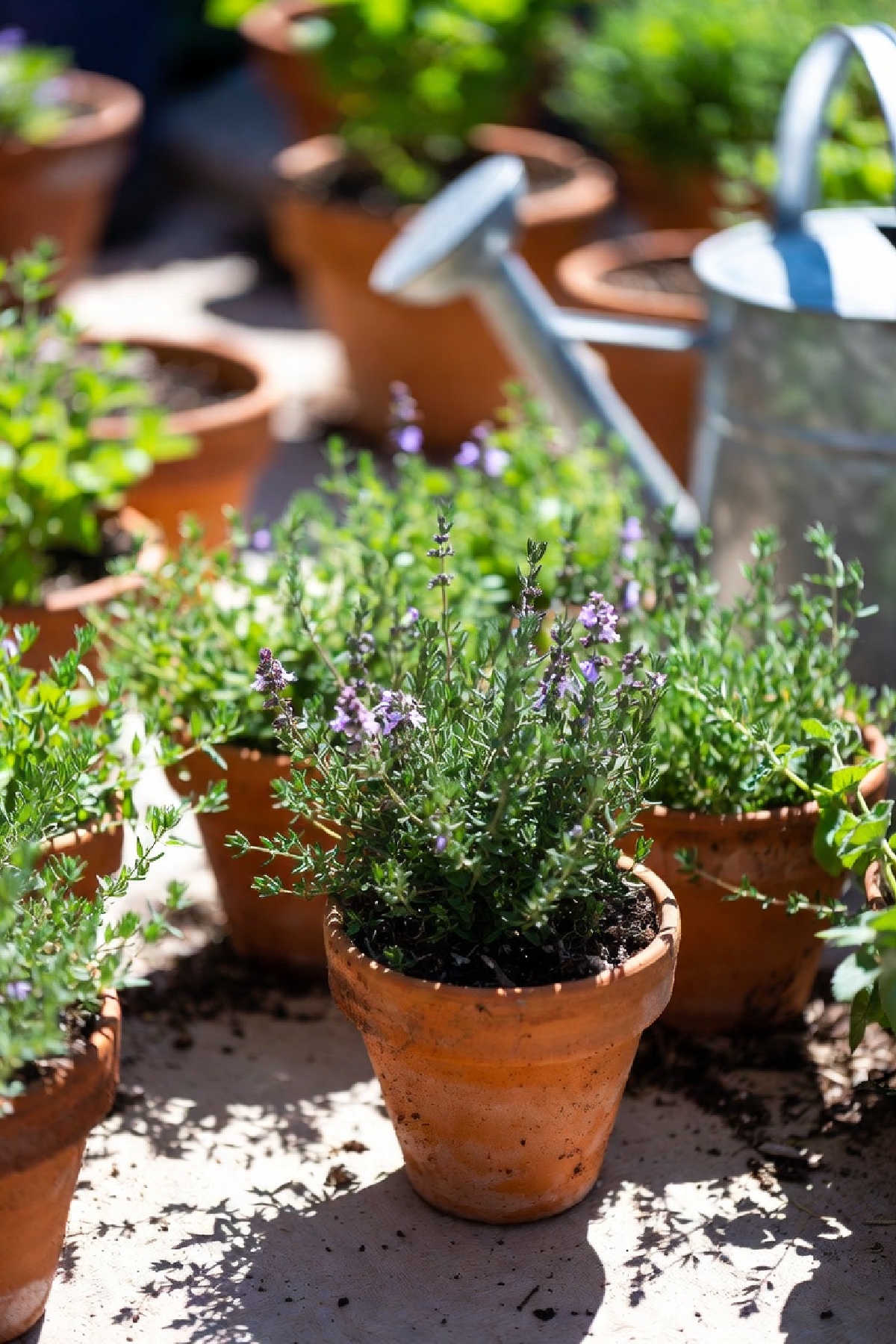 Small pots of thyme with watering can in the background