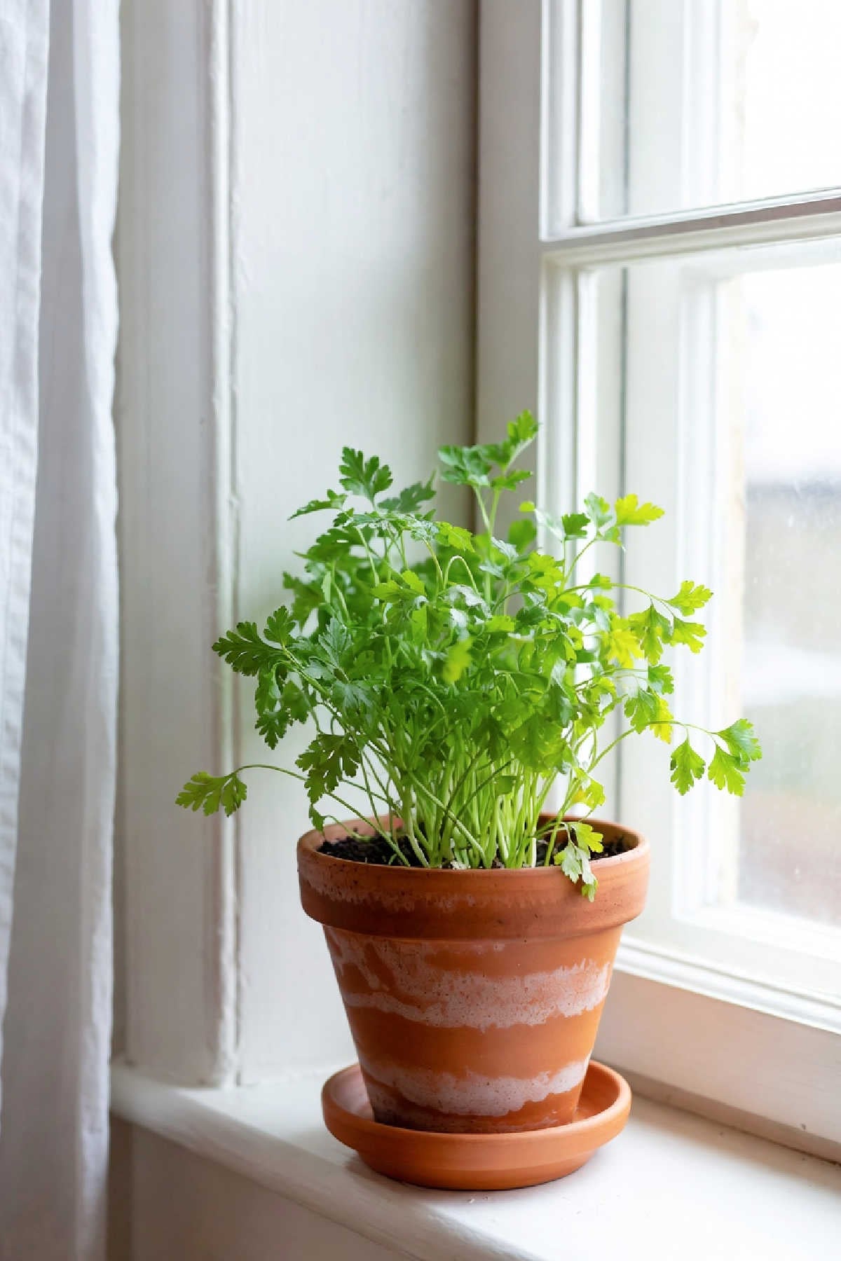 Pot of parsley growing indoors on a window sill