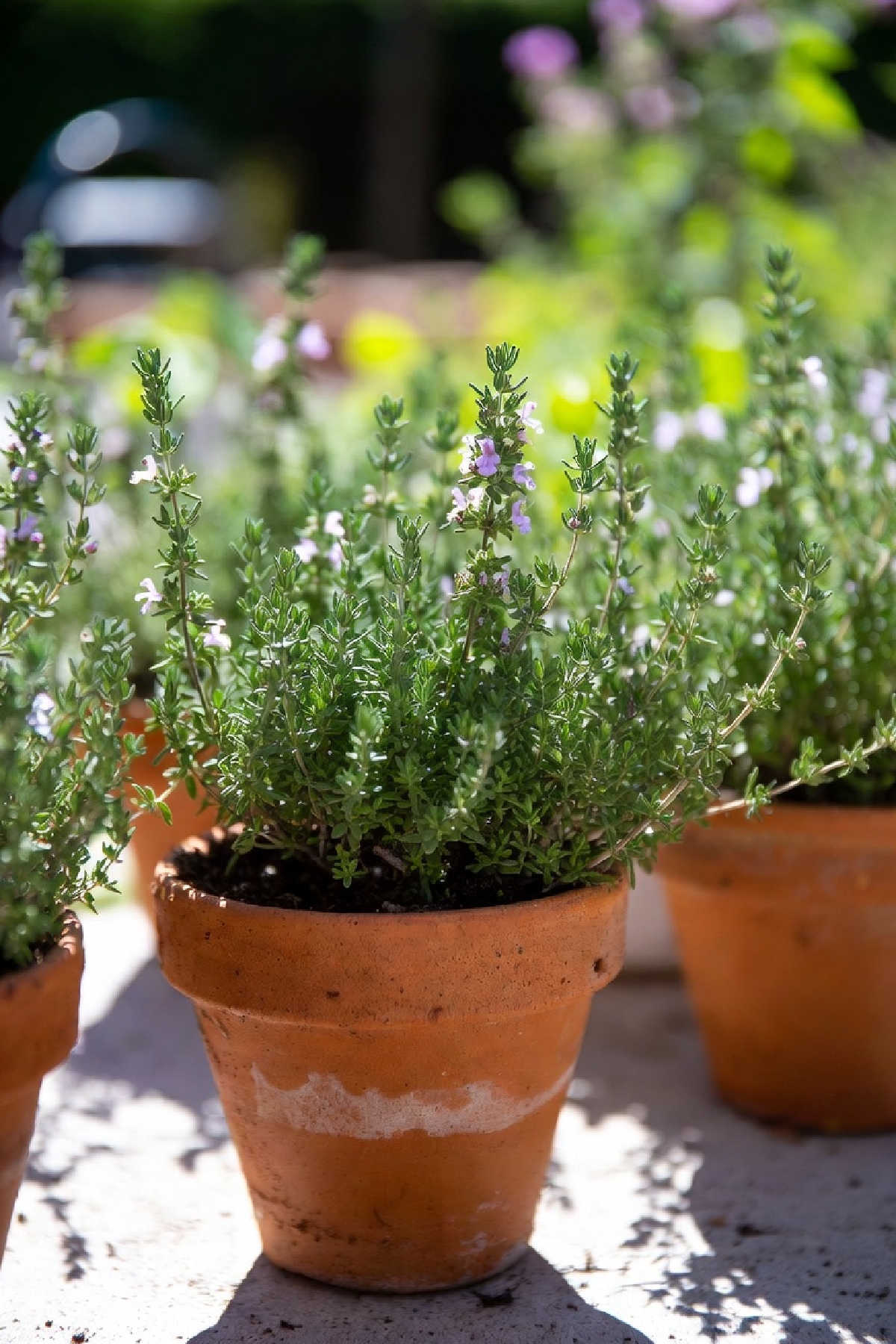 Pots of thyme in a sunny garden