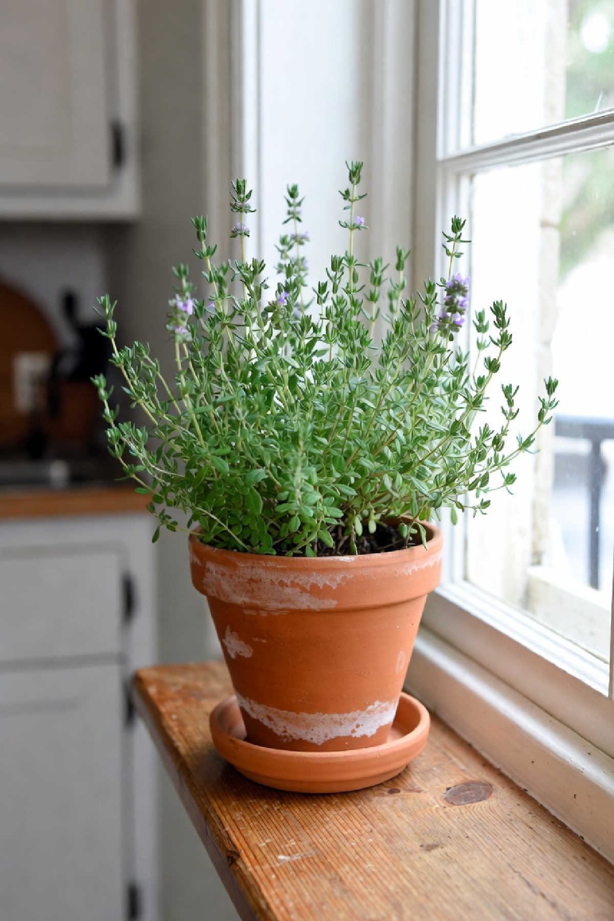 A pot of thyme growing indoors on a kitchen window sill