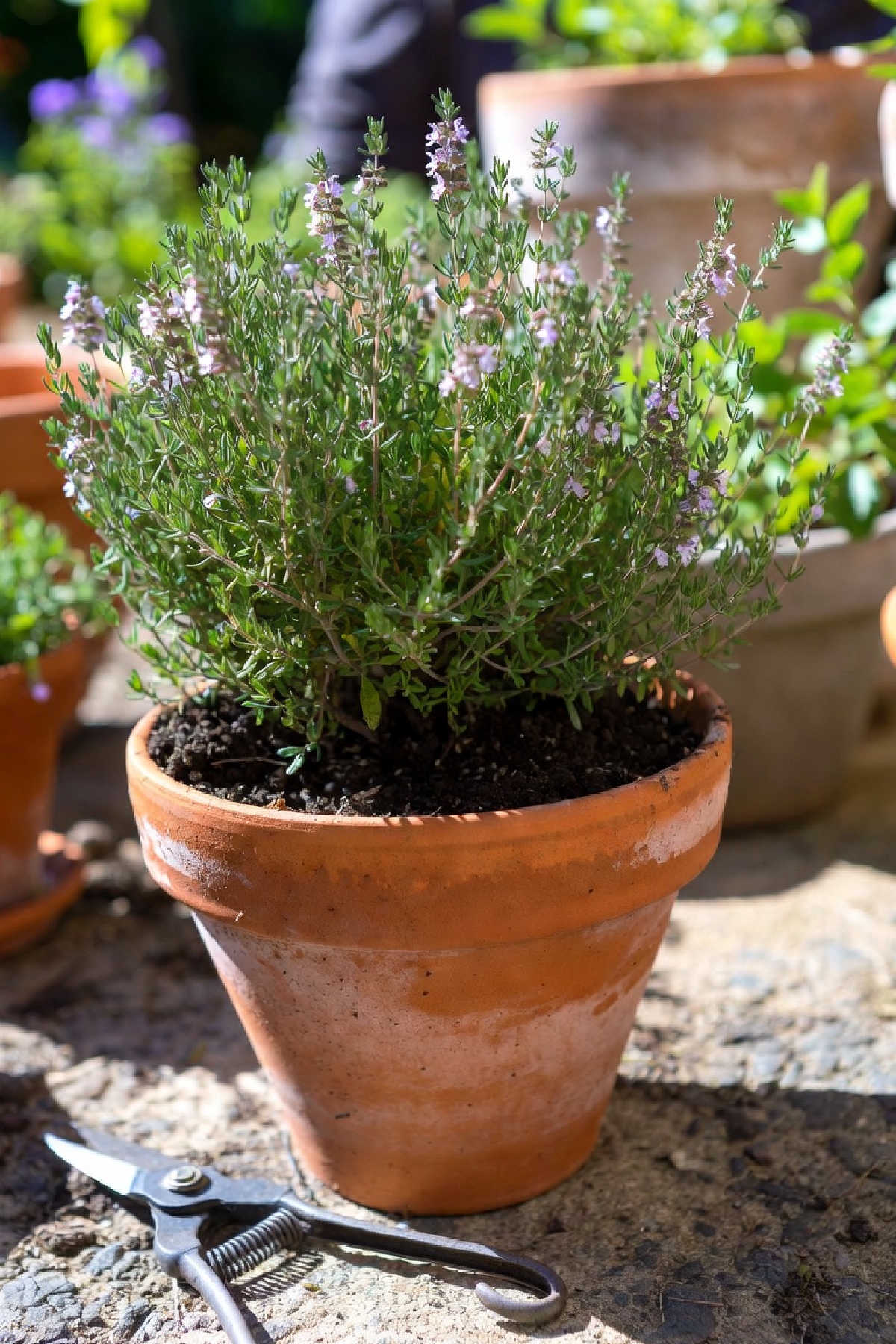 Pot of thyme with a pair of secateurs