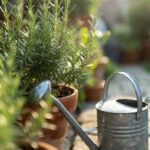 Watering can next to pots of rosemary