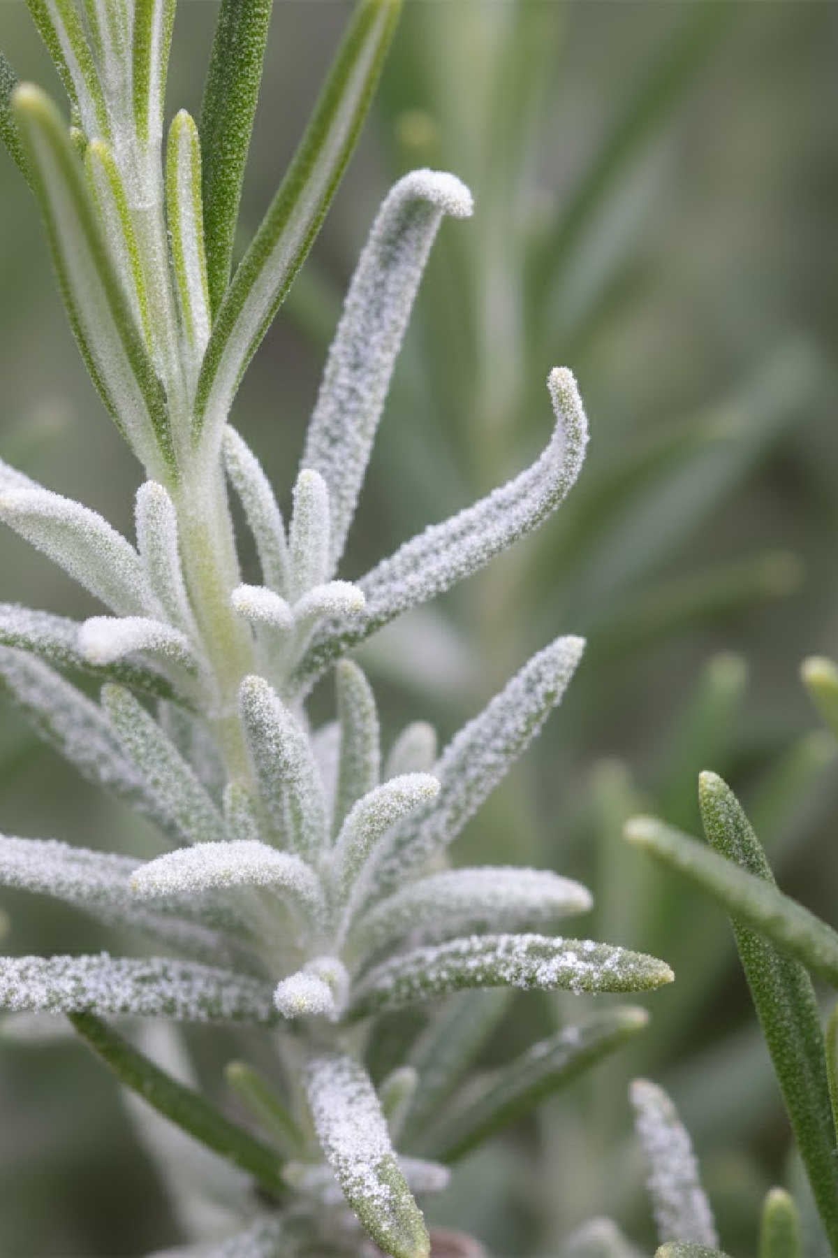 Powdery Mildew On Rosemary