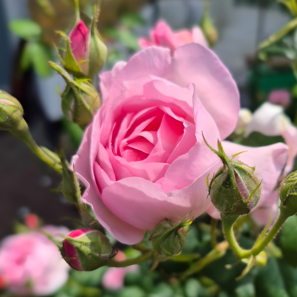 Pink roses