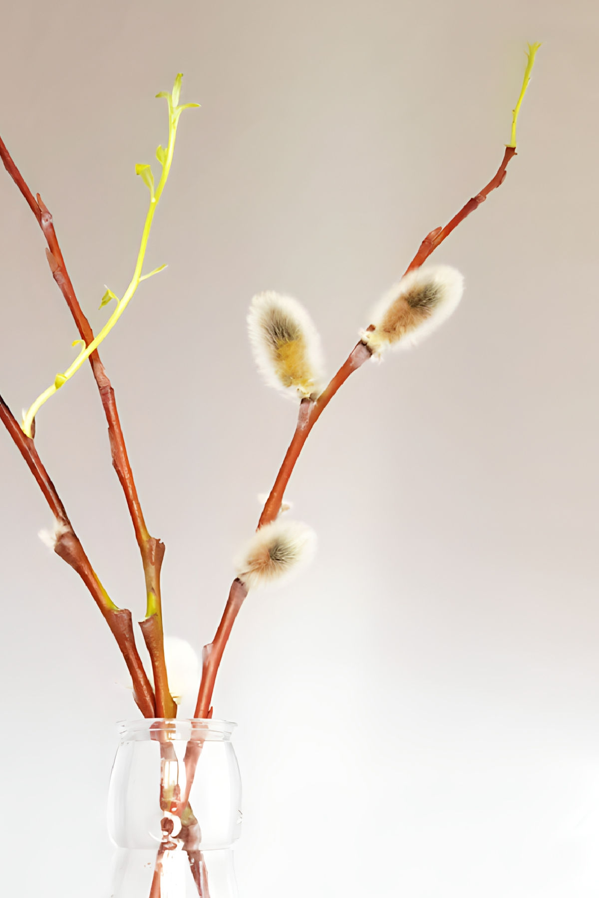 Willow cutting in bottle with catkins and new green shoots