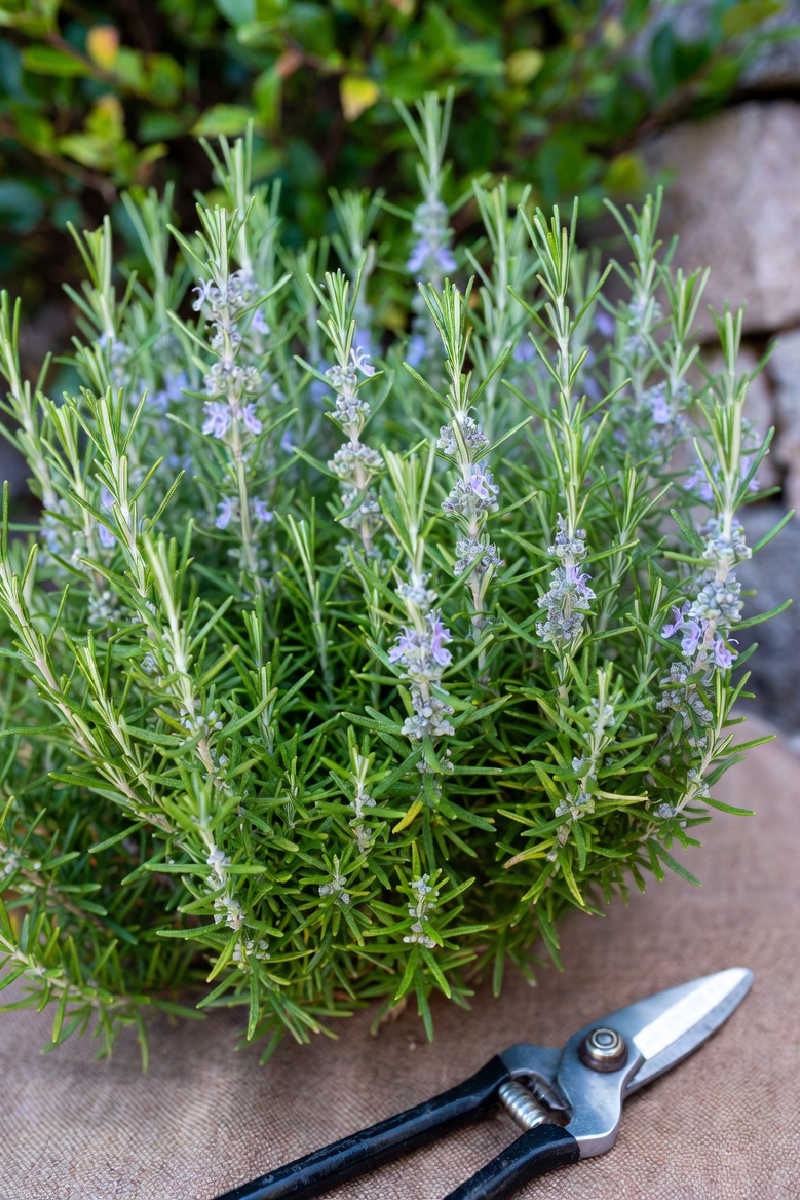 Rosemary plant with secateurs