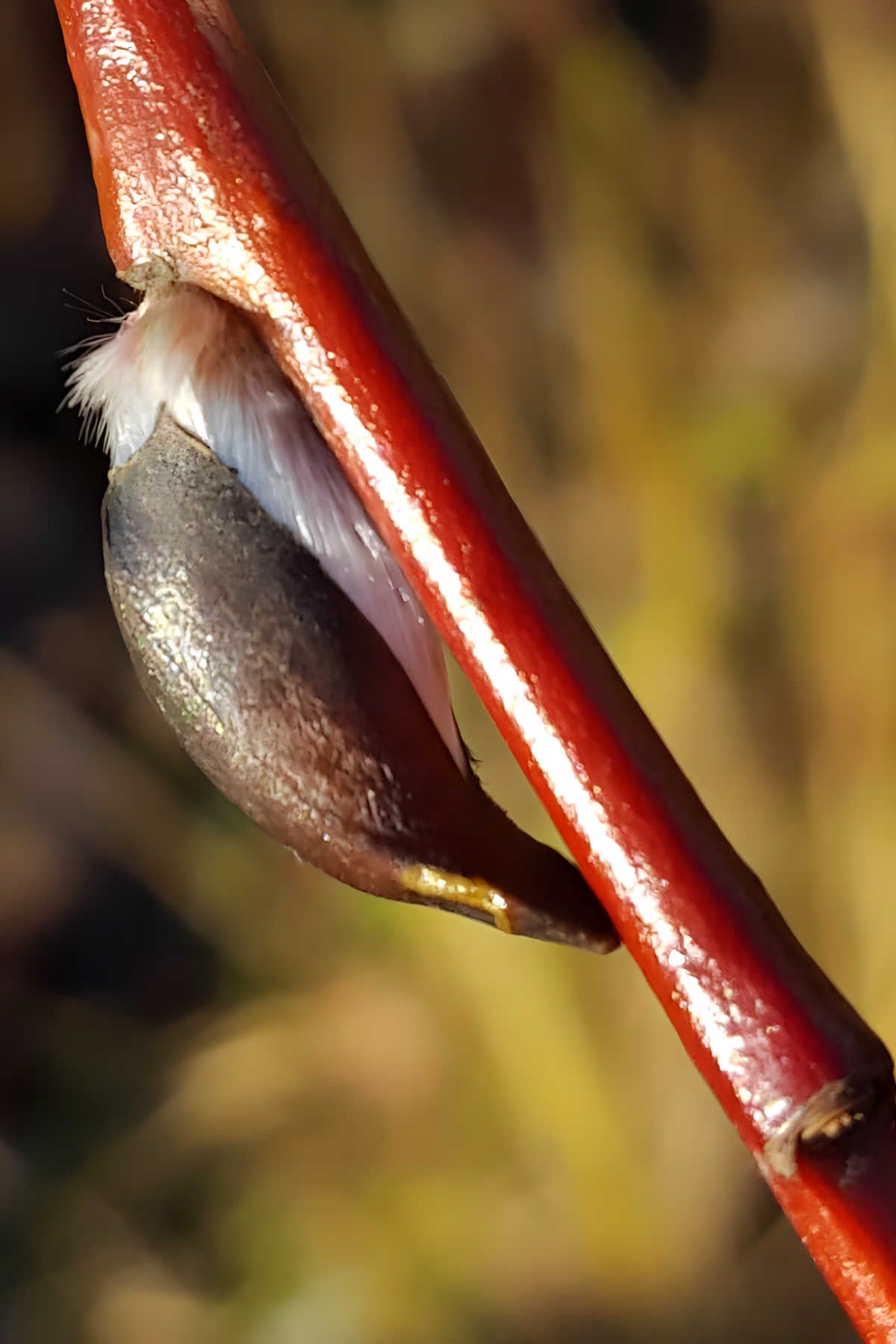 A willow stem with a pussy willow catkin