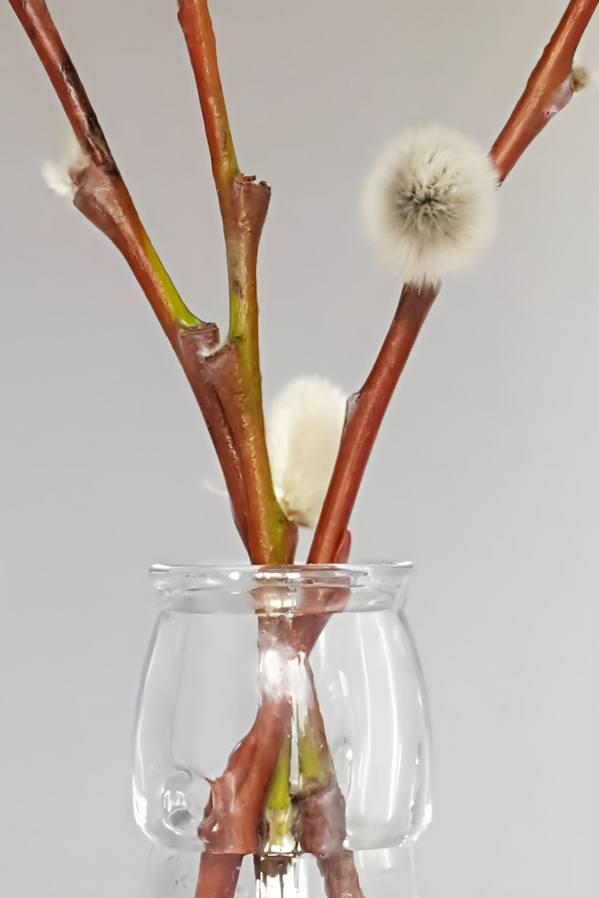 Stems of pussy willow in a glass bottle