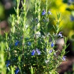 Rosemary plant in flower
