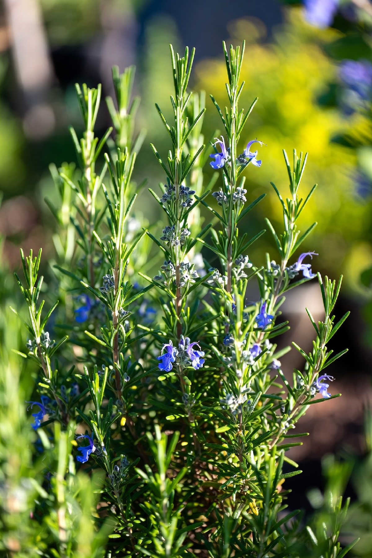 Rosemary plant in flower