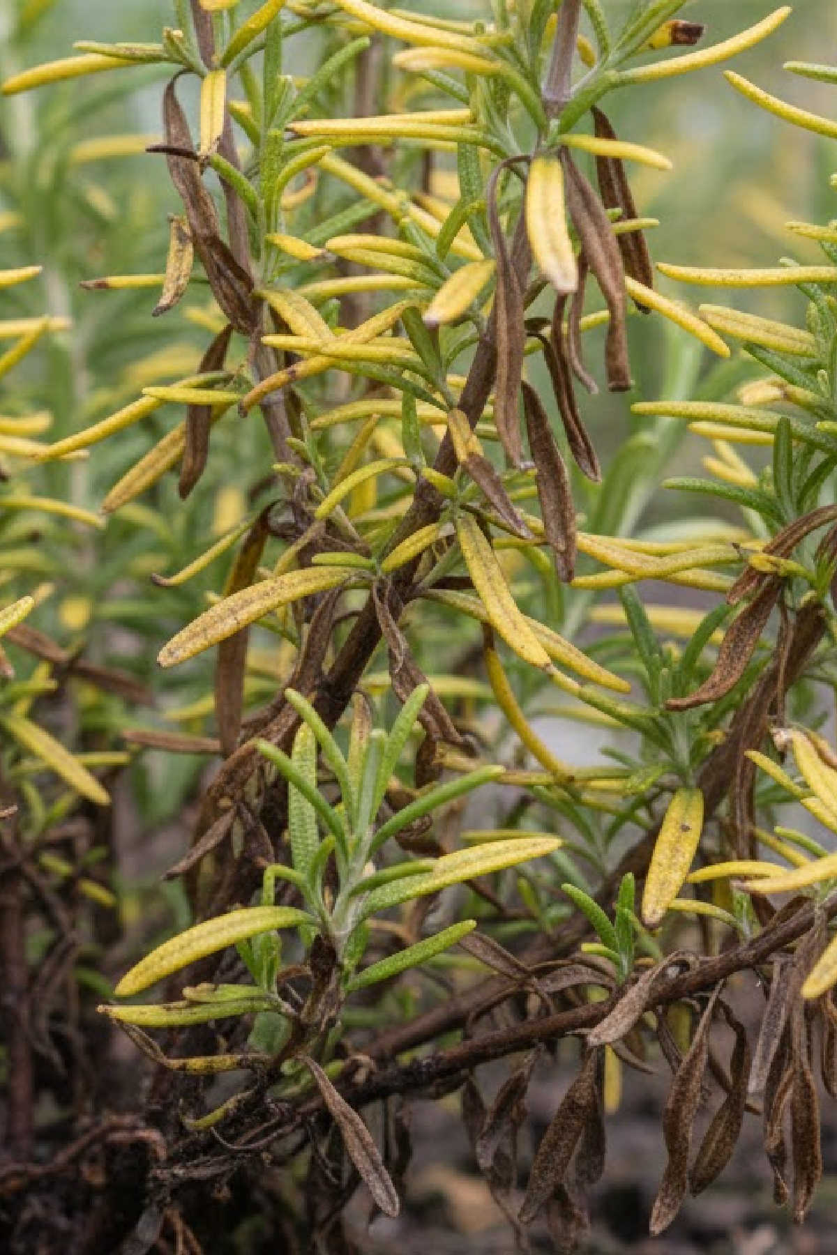 Rosemary plant with root rot.