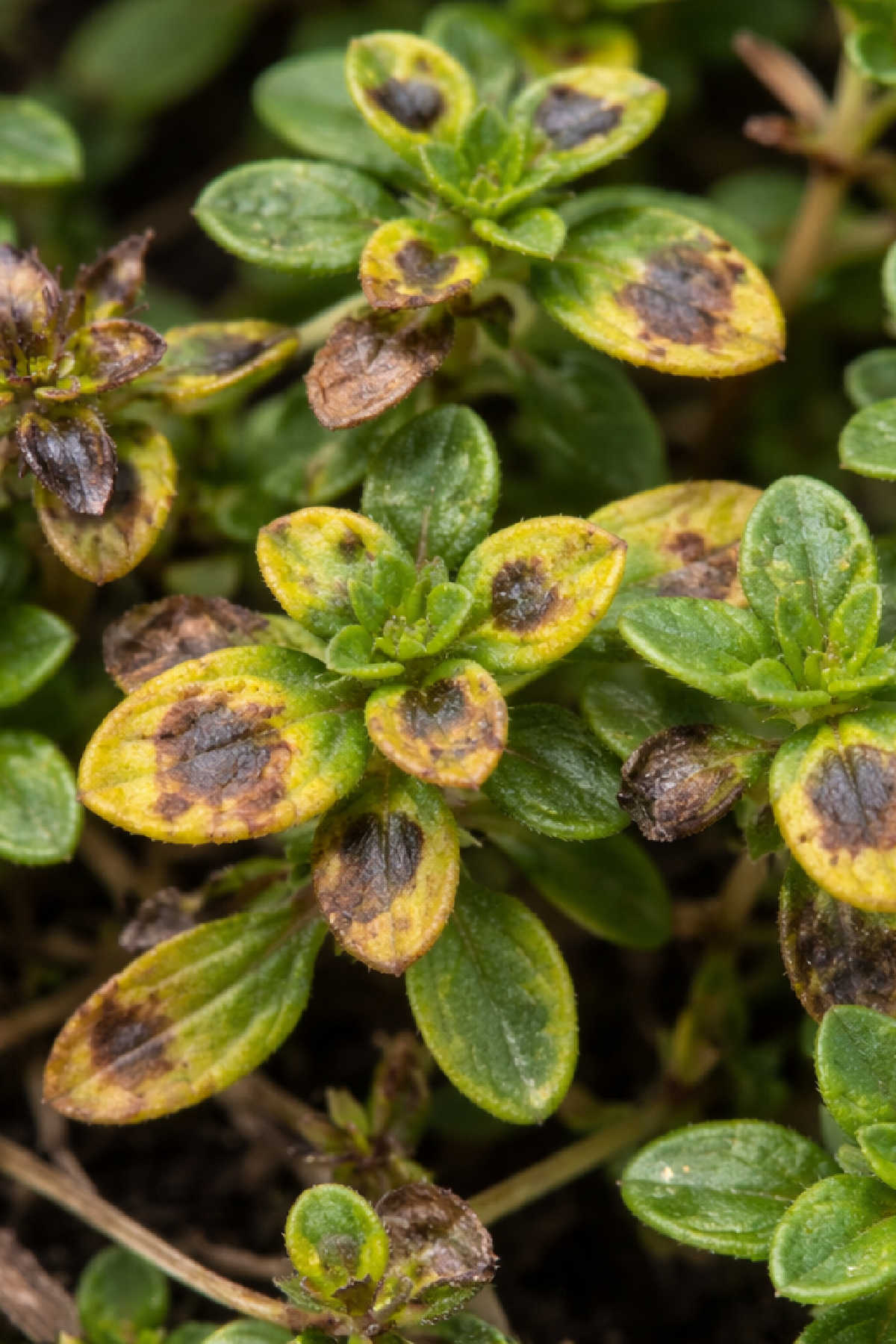 Thyme plant infected with fungal disease.