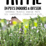 Thyme plants in pots