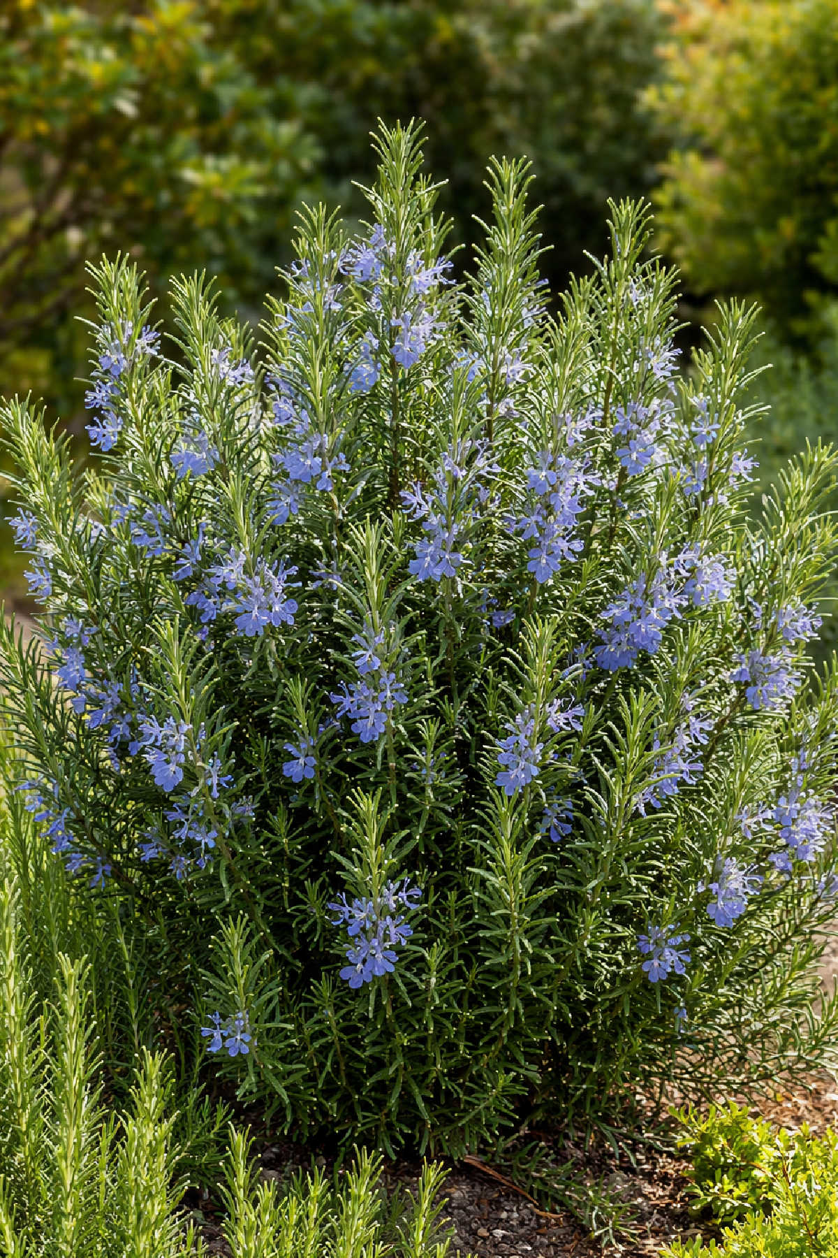 Rosemary plant of Tuscan Blue variety