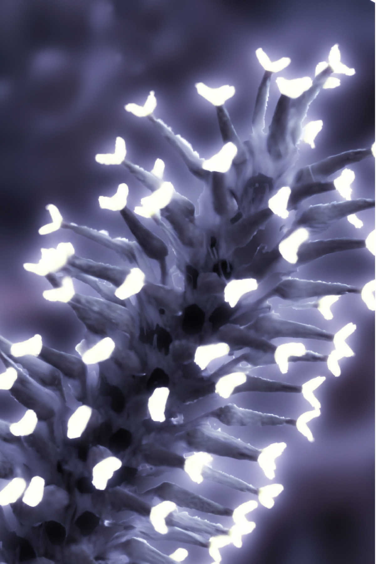 A female willow catkin in ultraviolet as it would be seen by a bee.