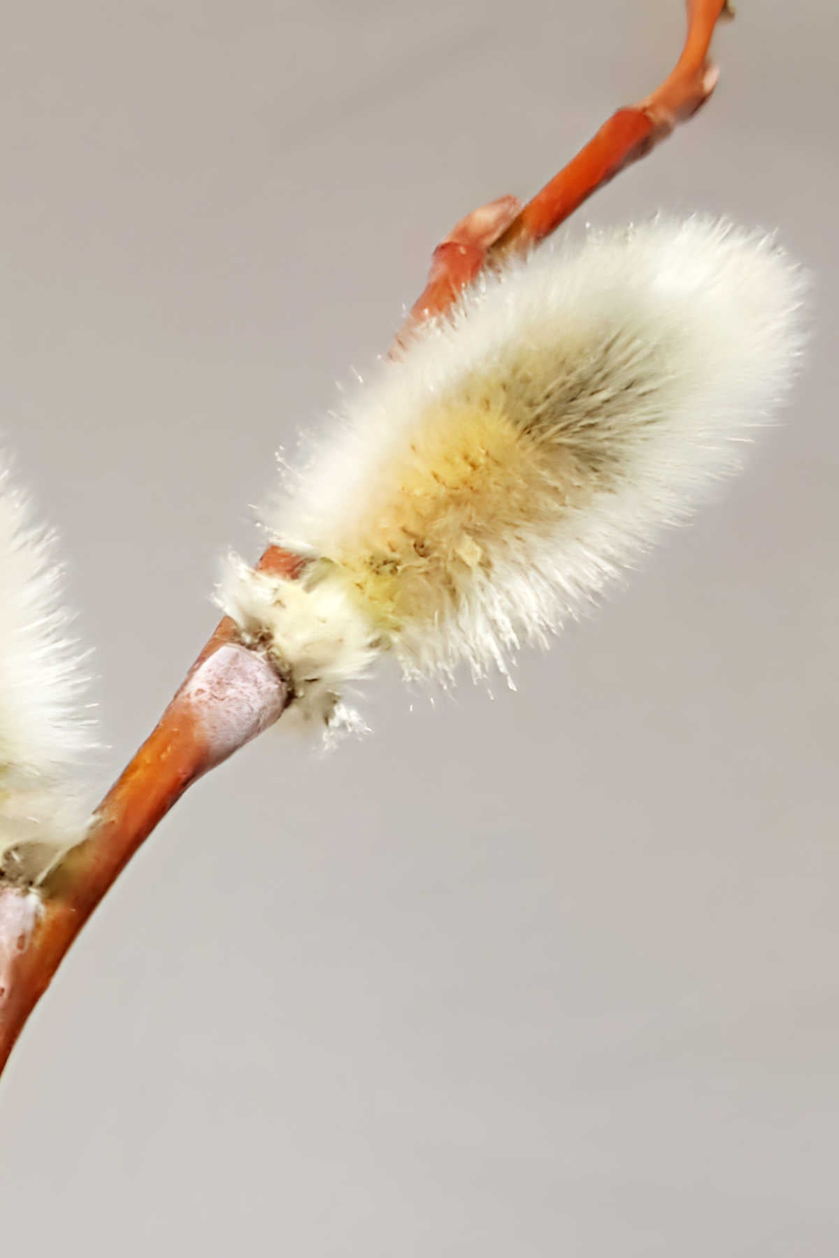 Pussy willow catkin on a willow cutting
