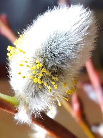 Willow Cutting Male Catkin