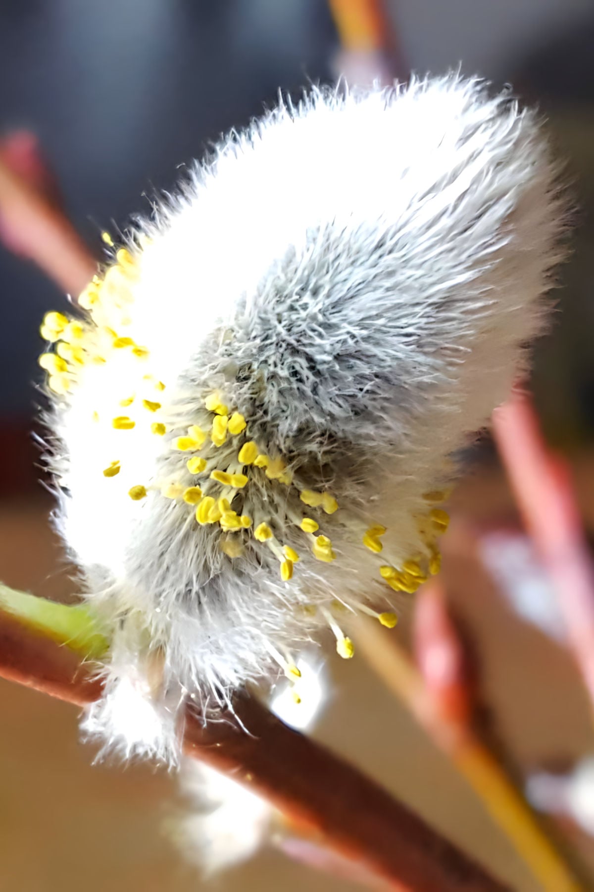 Willow Cutting Male Catkin